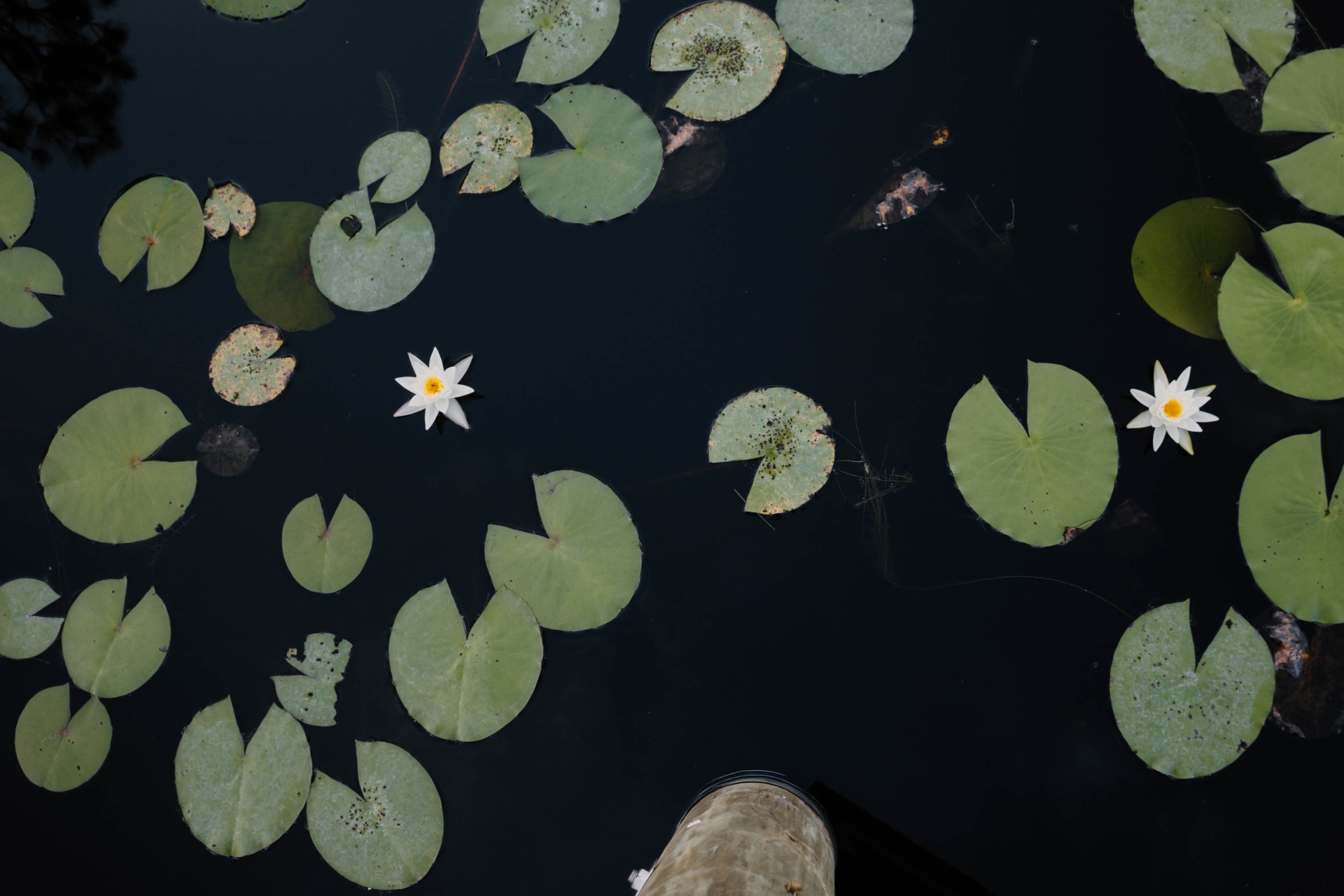 Lily pads and white blooms on the lake
