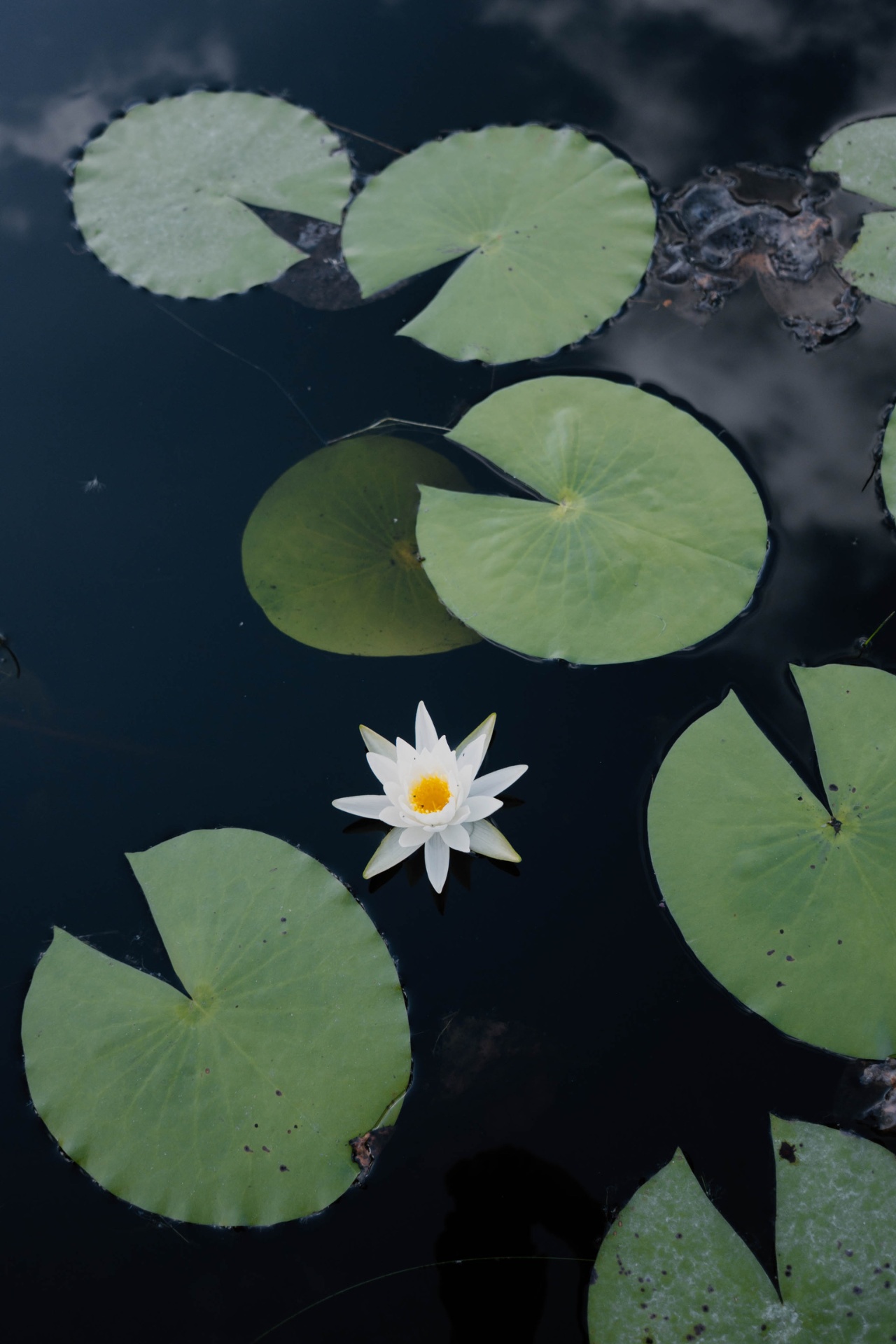 Close-up of a water lily in bloom